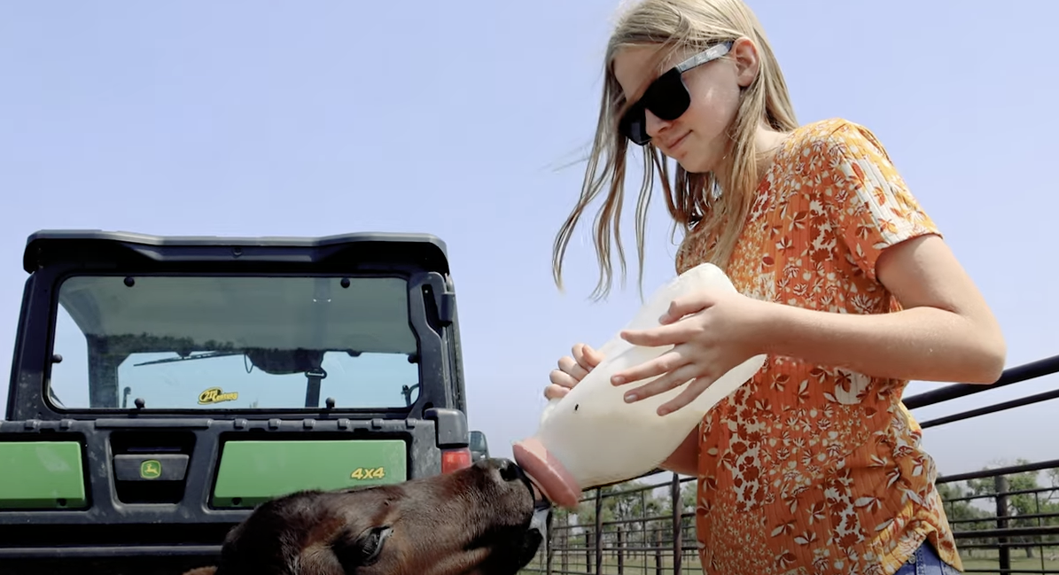 Kepler daughter feeding a baby cow a bottle.